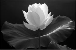 lotus_flower_imgp7600-650.jpg